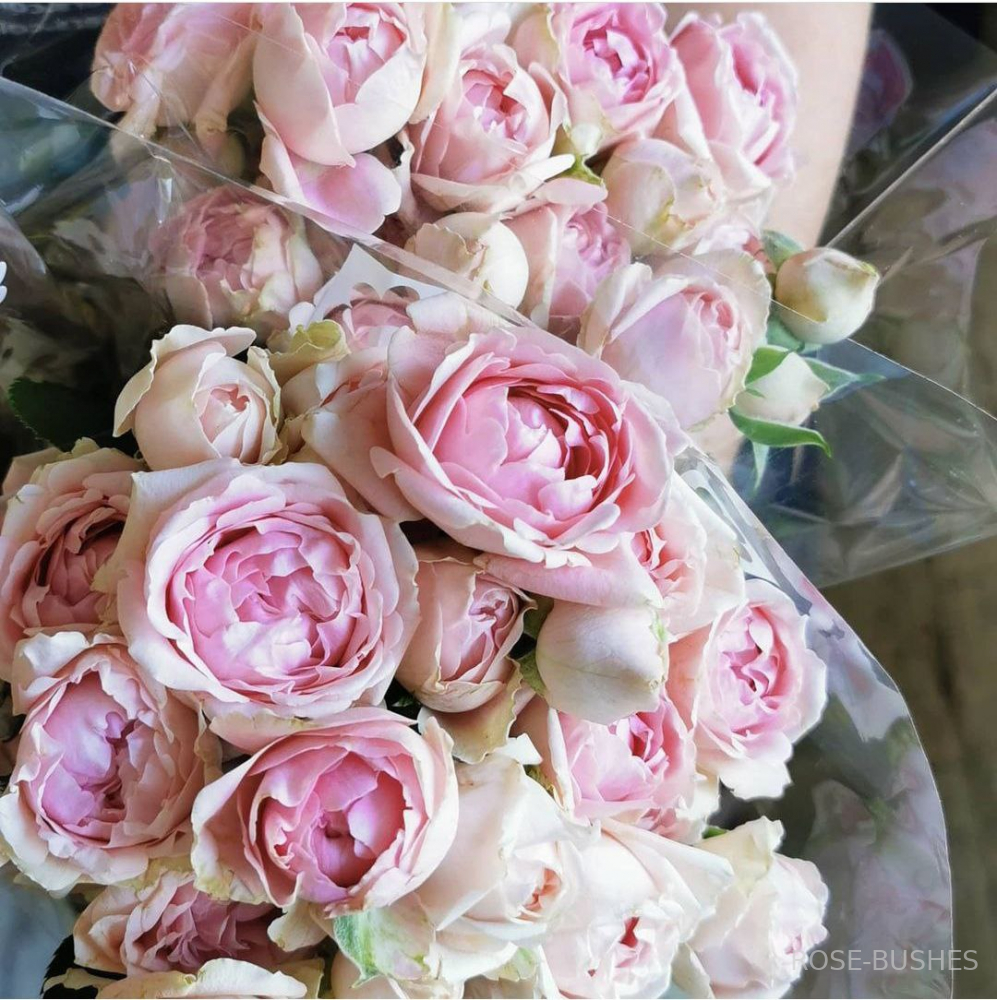 ���� ������. Sweet Ruffles. (�����, ����.) 